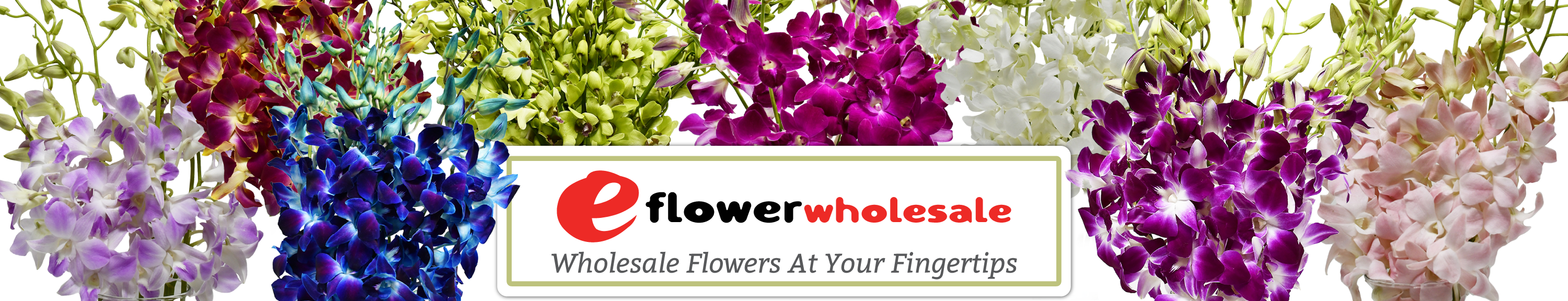 Fresh Tropical Blooms Delivered Wholesale